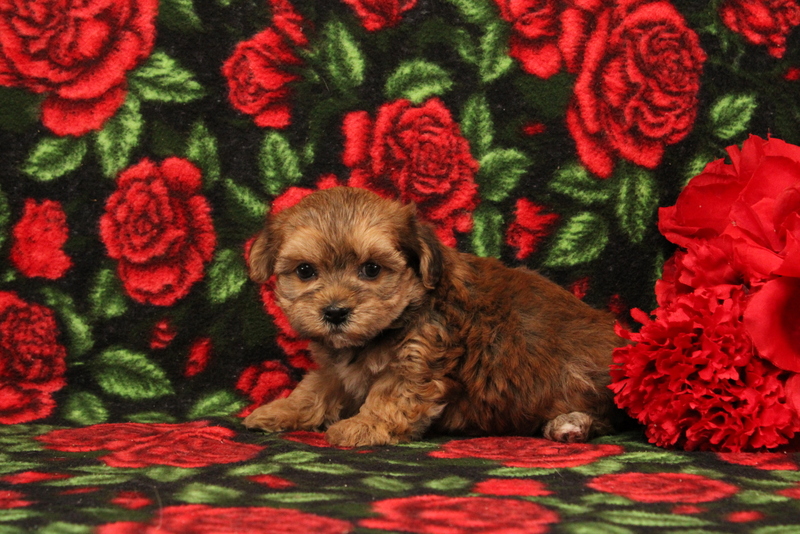 puppy, for, sale, Morkie-Poo, Matthew B. Stoltzfus, dog, breeder, Gap, PA, dog-breeder, puppy-for-sale, forsale, nearby, find, puppyfind, locator, puppylocator, aca